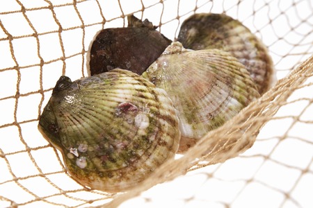 scallop