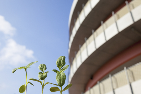 Sunflowerの写真素材