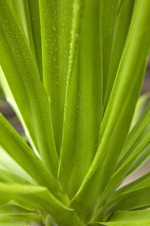 Foliage plantsの写真素材