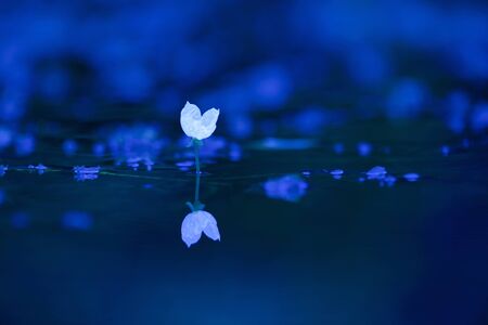 Aquatic plantsの写真素材