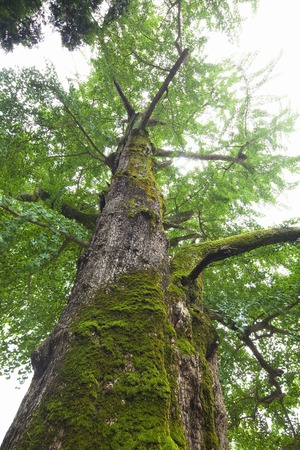 Gingko treeの写真素材