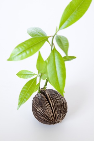 Germinated sproutsの写真素材