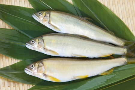 Ayu fishの写真素材