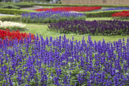 Park flower bedsの写真素材