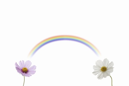 Cosmos and the rainbowの写真素材