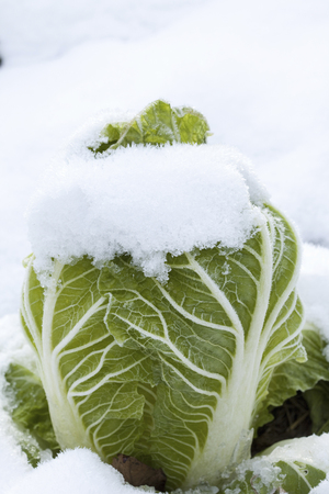 The Sekitsu was snow on Chinese cabbage fieldの写真素材