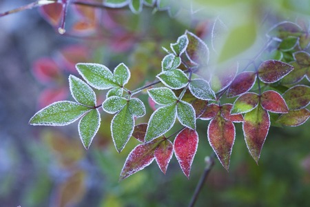 Southern leaves freeze outdoorsの写真素材