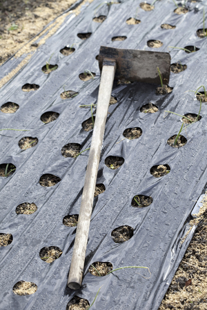 Hoe and onion field