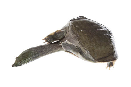 Soft-shelled turtleの写真素材