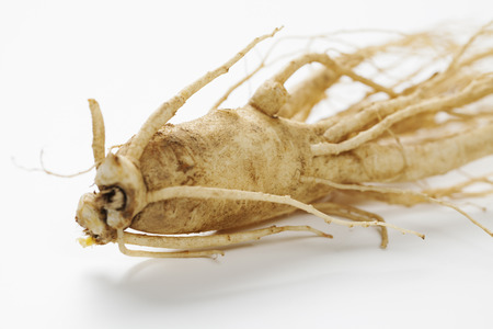 Korean ginsengの写真素材