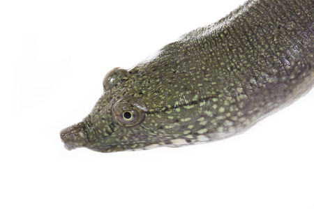 Soft-shelled turtle