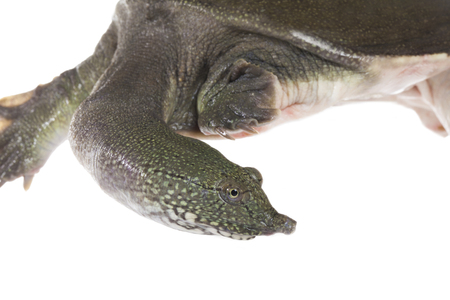 Soft-shelled turtleの写真素材