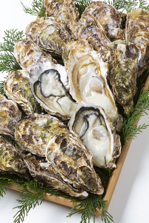 Raw oystersの写真素材