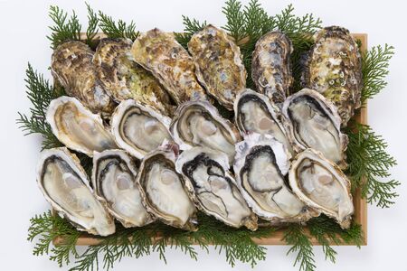 Raw oystersの写真素材