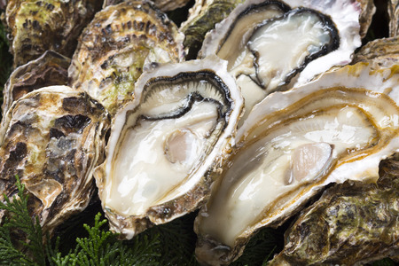 Raw oystersの写真素材