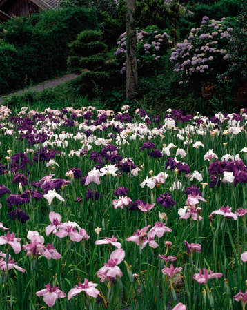 Yagyu Iris Gardensの写真素材
