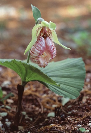 Cypripedium japonicumの写真素材