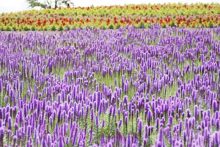 Summer flowersの写真素材