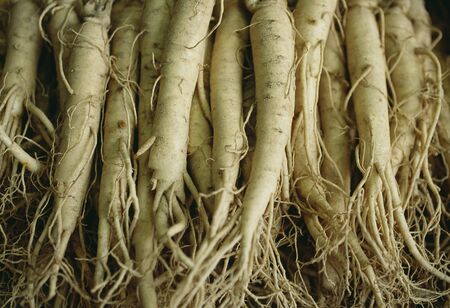 Korean ginsengの写真素材