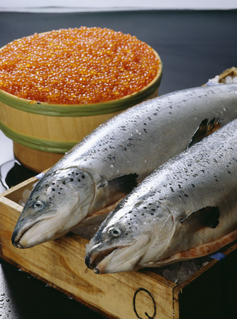 Salmonの写真素材
