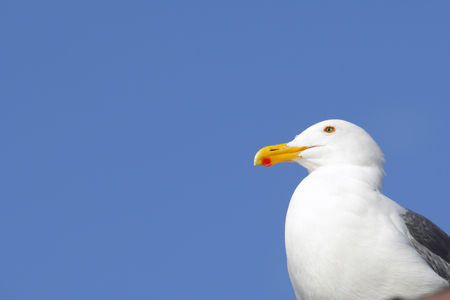 Seagulls in Marina del Reyの写真素材