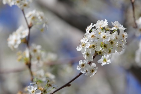 American cherryの写真素材