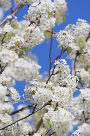 American cherryの写真素材
