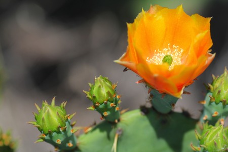 Cactusの写真素材