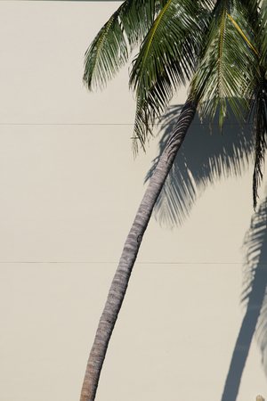 Palm treesの写真素材