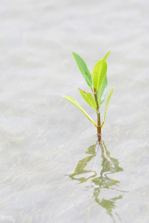 Mangroveの写真素材