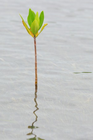 Mangroveの写真素材