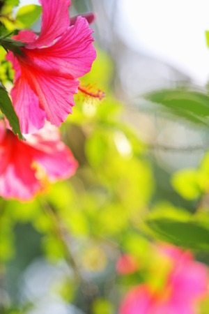 Hibiscusの写真素材
