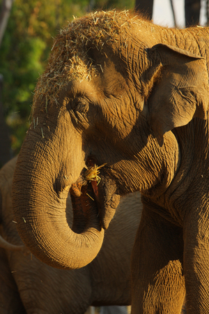 Elephantの写真素材