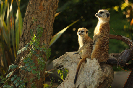 Meerkatの写真素材