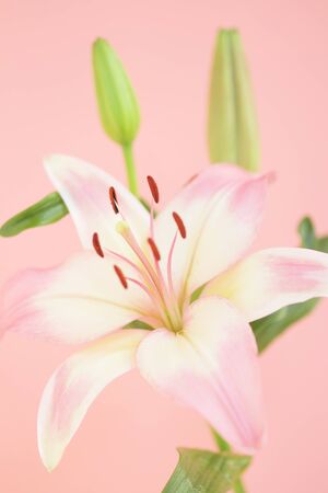 Lilyの写真素材