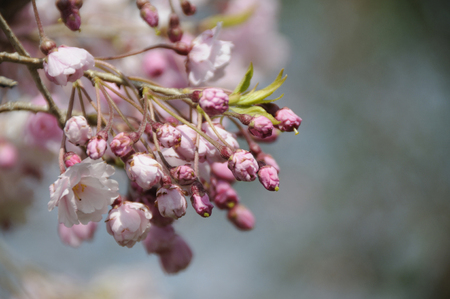The buds of cherry blossomsの写真素材