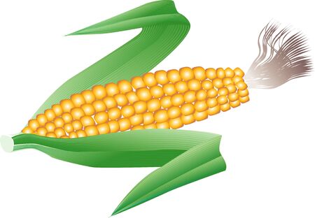 Cornの写真素材