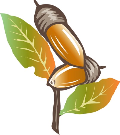 Acornの写真素材