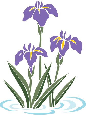 Ayameの写真素材