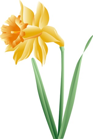 Daffodilの写真素材