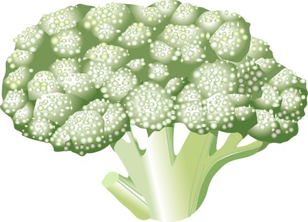Broccoliの写真素材