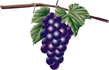 Grapeの写真素材