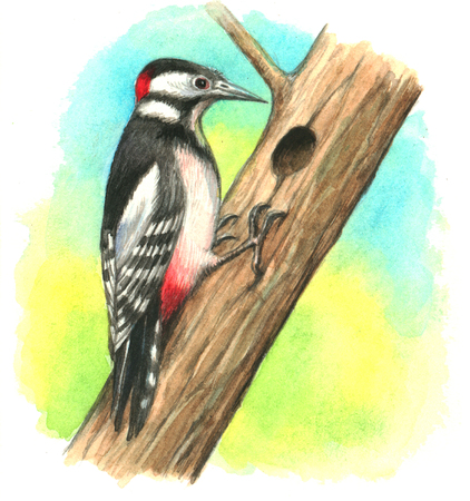 Great spotted woodpeckerの写真素材