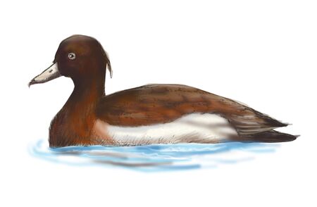 Tufted duckの写真素材