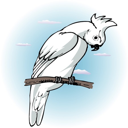 Parrotの写真素材