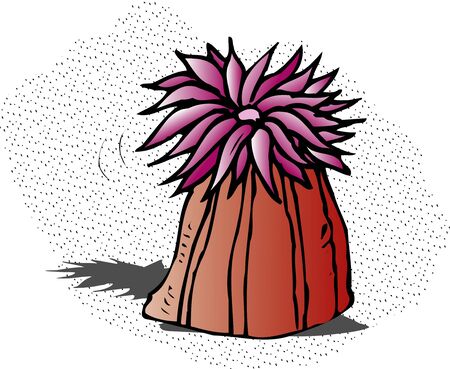 Sea anemoneの写真素材