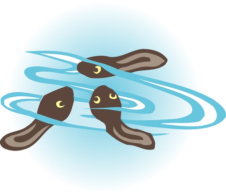 Tadpoleの写真素材