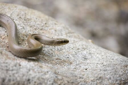 Snakeの写真素材