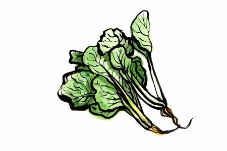 Komatsunaの写真素材