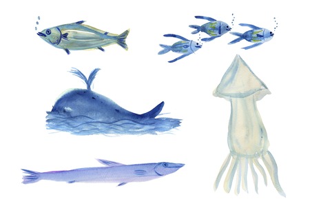 Creatures of the seaの写真素材